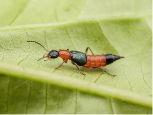 这种虫被称为“会飞的硫酸”，已进入活跃期，严重时可致命！